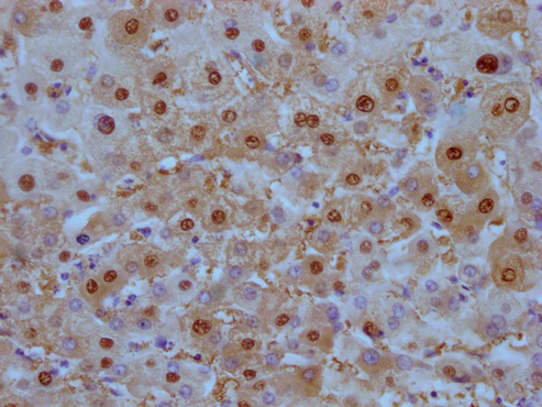 CSB-MA908650-IHC-1.jpg